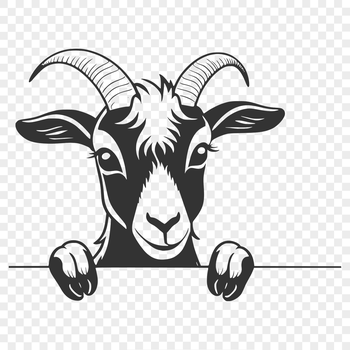 A goat peeking out from behind a wooden fence on a farm.