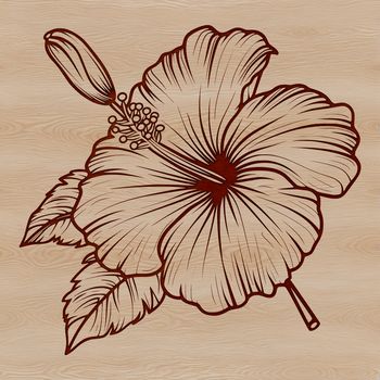 A detailed illustration of a Hibiscus flower, suitable for gardening projects and designs.
