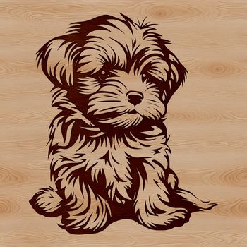 A small, white Havanese dog sitting on the floor with a calm expression.