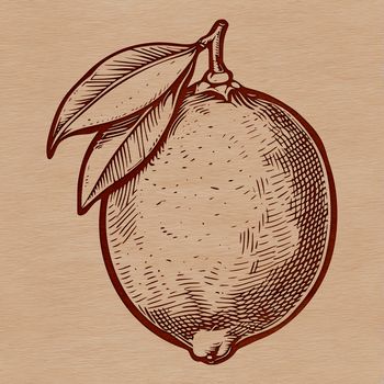 A single lemon fruit isolated on a white background in a vector design format.
