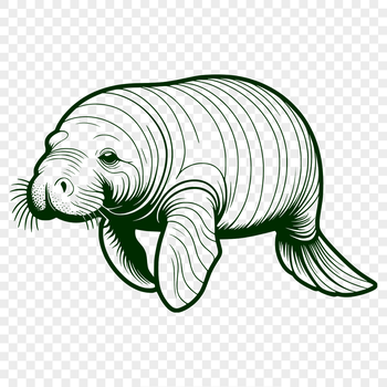 A digital illustration of a manatee swimming in the water, suitable for commercial or personal use.