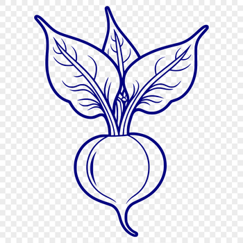 A detailed vector illustration of a radish for food-related designs.