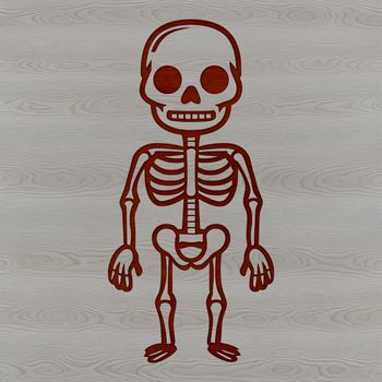 A digital illustration of a standing skeleton figure, created using vector art.