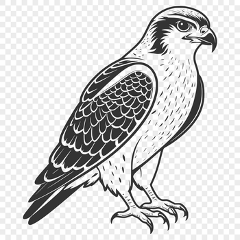 A detailed vector illustration of a falcon in flight, suitable for commercial or personal use in various design projects.
