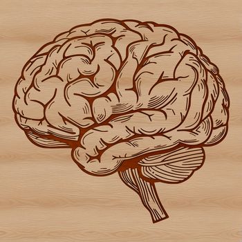 High-resolution SVG diagram of the brain's internal structures, suitable for educational and professional use.