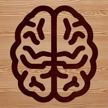 Vector diagram of the brain's cerebral cortex and cerebellum for educational purposes.
