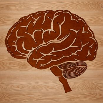 A detailed anatomical illustration of the human brain, suitable for educational or creative purposes.