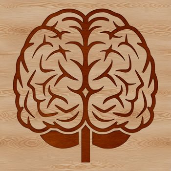 Detailed vector design of a brain, showcasing its internal structures.