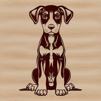 A medium-sized dog breed with distinctive markings, sitting on its haunches.
