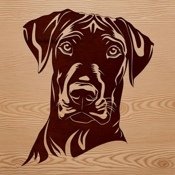 A Doberman Pinscher breed dog with distinctive markings.
