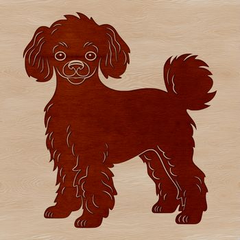 A standing poodle with curly fur.