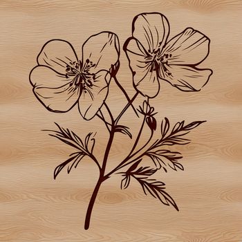 A colorful illustration of a wild flower in bloom, suitable for use as a vector design element.