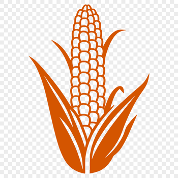 A detailed illustration of a corn on the cob.