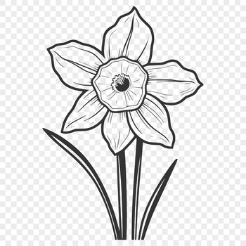 Close-up illustration of a single daffodil flower with trumpet-shaped blooms and green leaves.