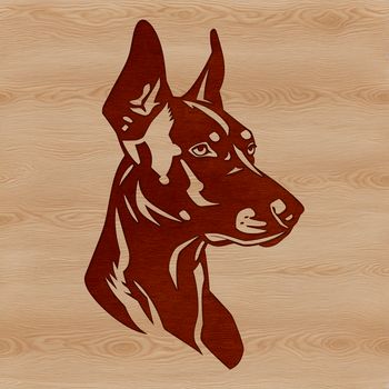 A close-up view of a Doberman Pinscher's head, featuring the breed's distinctive features.