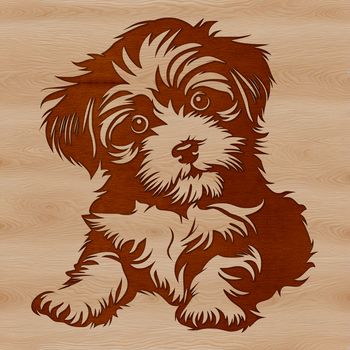 A small, fluffy Havanese dog lying on its side, suitable for use in digital design and print.