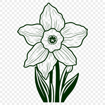 A detailed illustration of a blooming daffodil plant with trumpet-shaped flowers and green foliage.