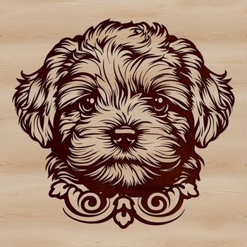 A small, fluffy dog breed with a curly coat, shown in a clean vector format suitable for various applications.