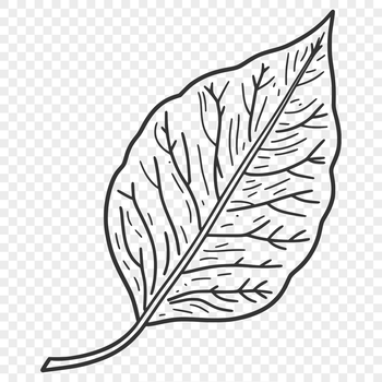 A high-quality vector leaf illustration suitable for printing or digital design, designed in an SVG format.