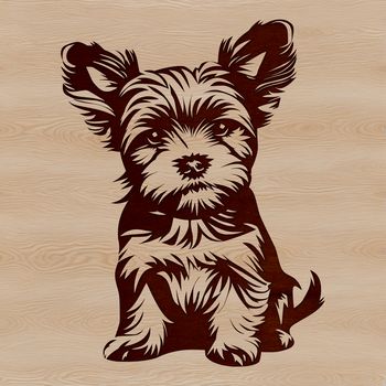 Small breed dog with a distinctive coat pattern, sitting on a plain background.