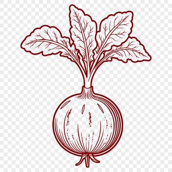 A detailed illustration of a radish, suitable for commercial or personal use in various designs.