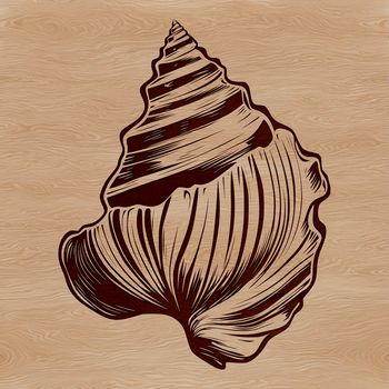 A high-quality vector image of a seashell, perfect for crafting and DIY activities.