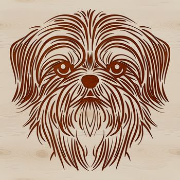 Close-up illustration of a Shih Tzu's face with a distinctive head shape and facial features.