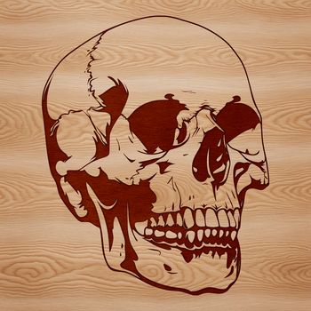 A detailed illustration of a human skull, suitable for use in graphic design projects.