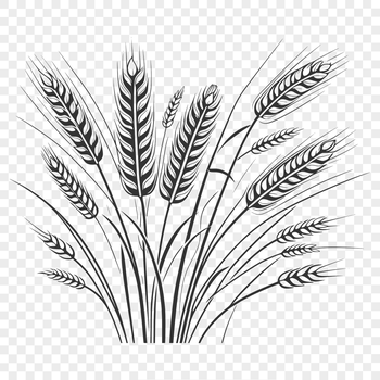 Simple outline illustration of a wheat plant for commercial or personal use in graphic design.