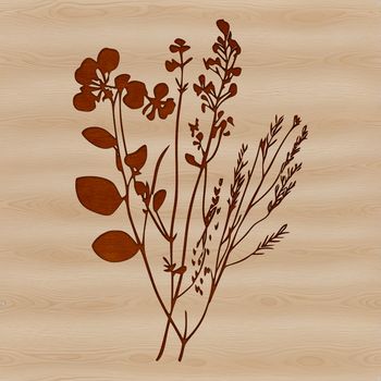 A realistic illustration of a wild flower in bloom, suitable for print and digital use.