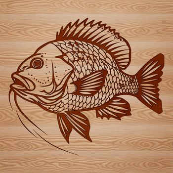 A detailed illustration of a Crappie fish, suitable for vector graphics and design projects.