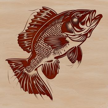 A small to medium-sized freshwater fish with yellow or greenish-yellow body and white belly.