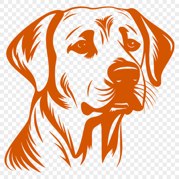 A detailed illustration of a Labrador Retriever's head, suitable for use in vector graphics.