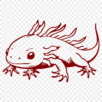 A detailed illustration of a Mexican salamander-like animal, often kept as a pet, depicted in full body.