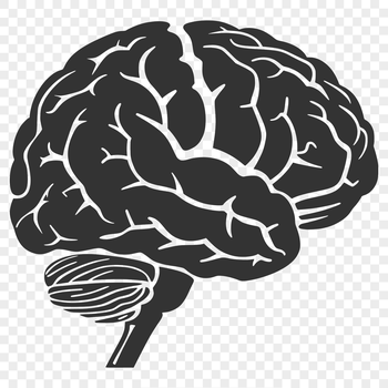 Illustration of the human brain anatomy in vector format
