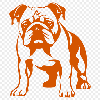 Full-body illustration of a bulldog standing on all fours, suitable for vector art and clip art design.