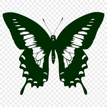 A detailed illustration of a butterfly's full body from various angles.