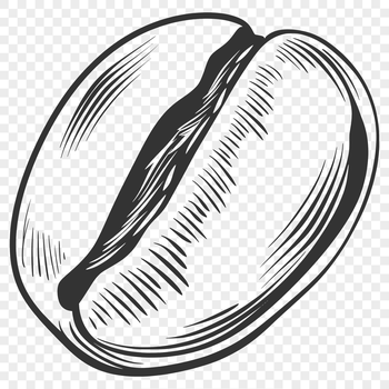 A simple illustration of a coffee bean, suitable for vector design projects.
