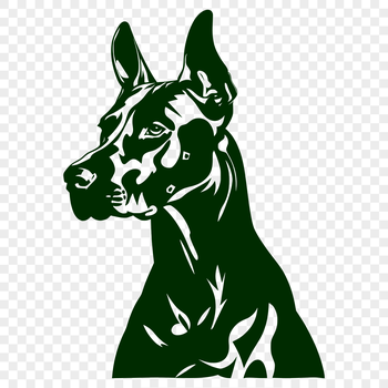 Close-up of a Doberman Pinscher's head, a breed of dog known for its distinctive appearance.