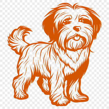 A small breed dog with a curly coat, standing upright in profile.