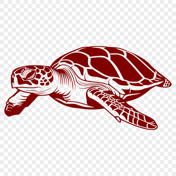 A detailed illustration of a sea turtle in full body pose, suitable for commercial or personal use.