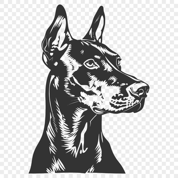 A breed-specific illustration of a Doberman Pinscher's head, suitable for vector graphics.