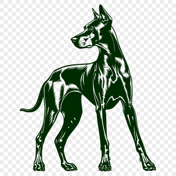 A full-body illustration of a Doberman Pinscher standing upright, suitable for use in graphic design and digital art.