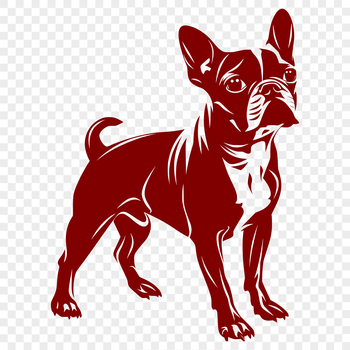 A standing Boston Terrier shown in full body, suitable as a clip art or vector design for various uses.