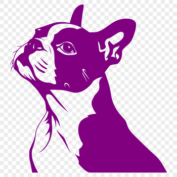 A high-quality vector illustration of a Boston Terrier's head, suitable for various digital designs.