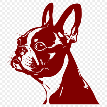 Close-up illustration of a Boston Terrier's head with detailed features.