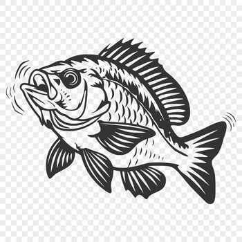 A vector representation of a crappie, highlighting its features and anatomy.