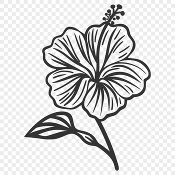 A close-up illustration of a Hibiscus flower with large, showy petals.