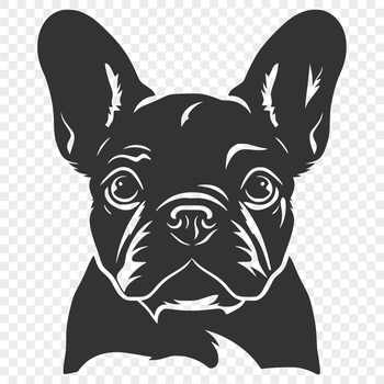 Close-up of a French Bulldog's head, with distinctive facial features.