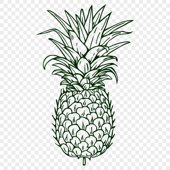 A detailed illustration of a pineapple, suitable for use in graphic design projects.